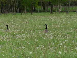 Grote Canadese gans