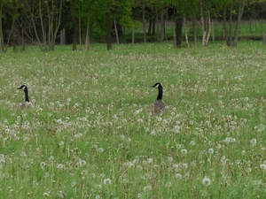 Grote Canadese gans