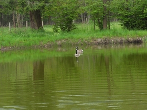 grote canadese gans