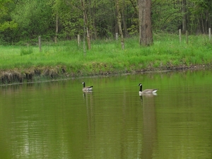 grote canadese gans