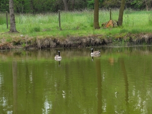 grote canadese gans