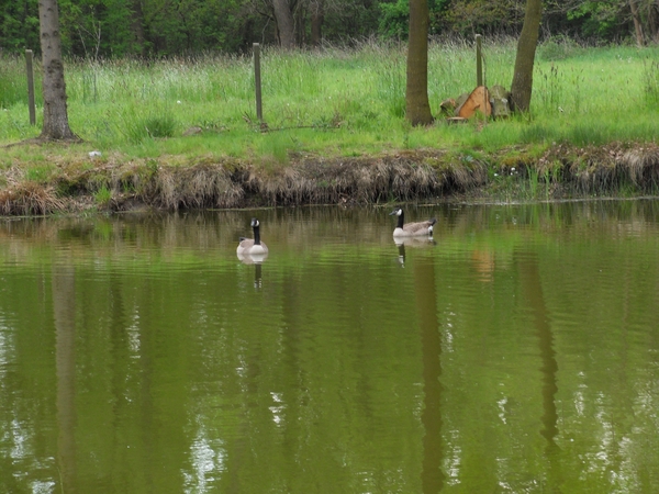 grote canadese gans