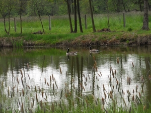 grote canadese gans