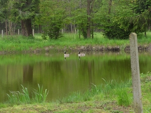 grote canadese gans