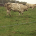 HOUFFALIZE 071