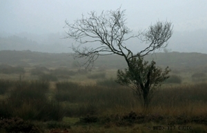 Najaar