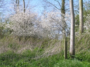 op de grens d 019