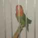 Love Bird  of Agapornide