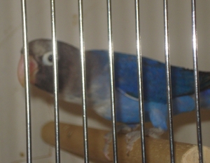 blauwe agapornide