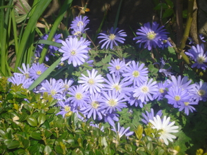 margrietjes