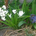 Hyacinten