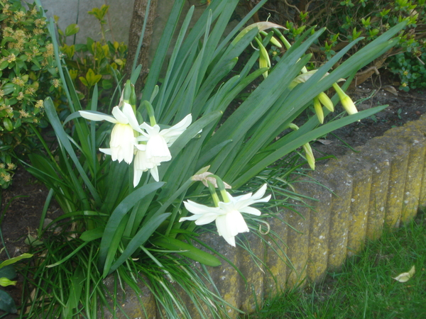 witte narcissen