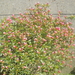 Azalea bloeit open