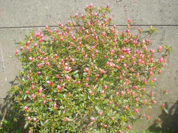 Azalea bloeit open