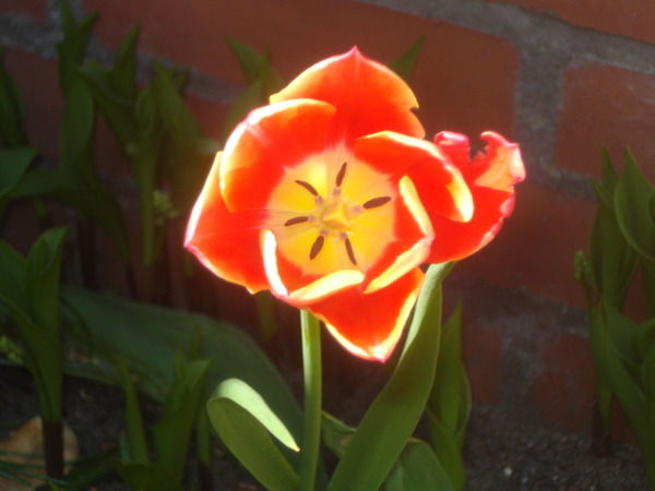 prachttulp