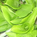 hosta