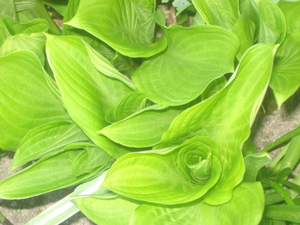 hosta