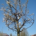 onze kersenboom