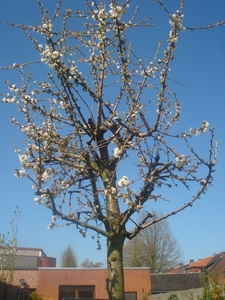 onze kersenboom