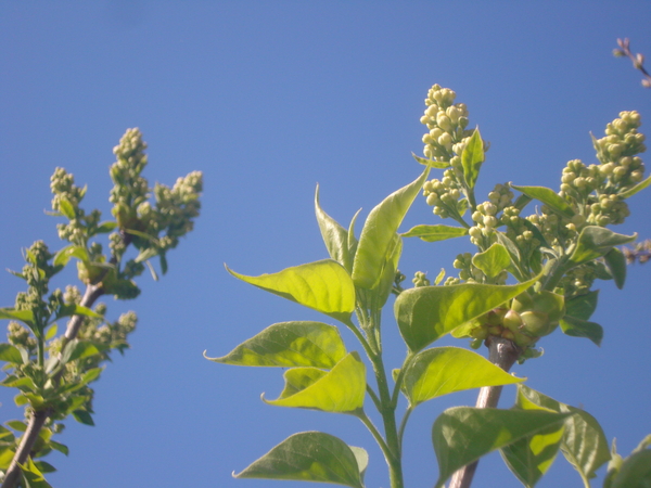 witte sering in bloei