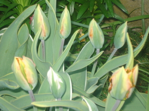 tulpen