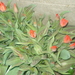 tulpen Roodkapje