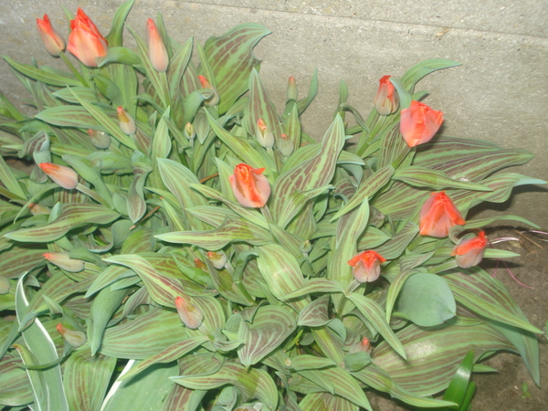 tulpen Roodkapje