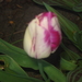 wit-rose tulp