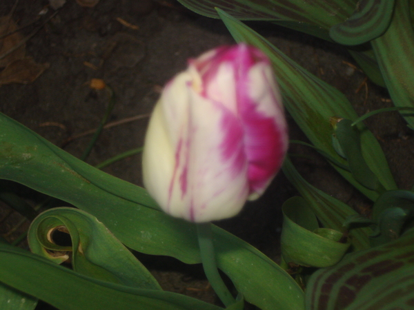 wit-rose tulp