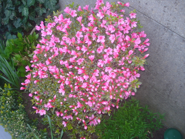 Azalea in bloei