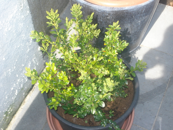 scheuten van buxus