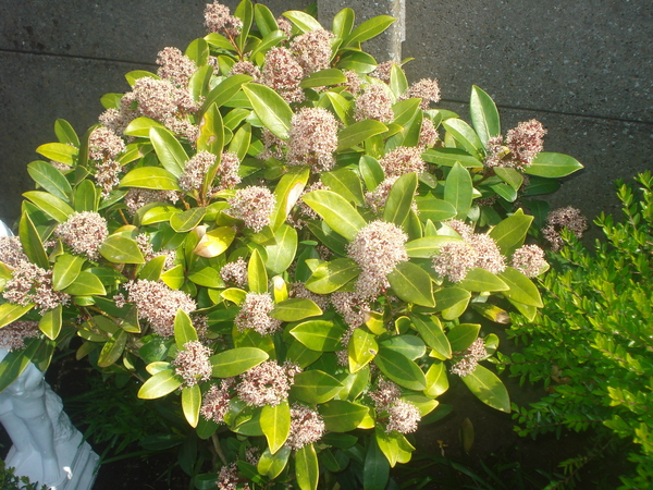 skimmia in de lente