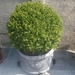 buxus