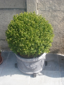 buxus