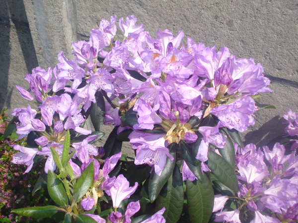 Rhododendron