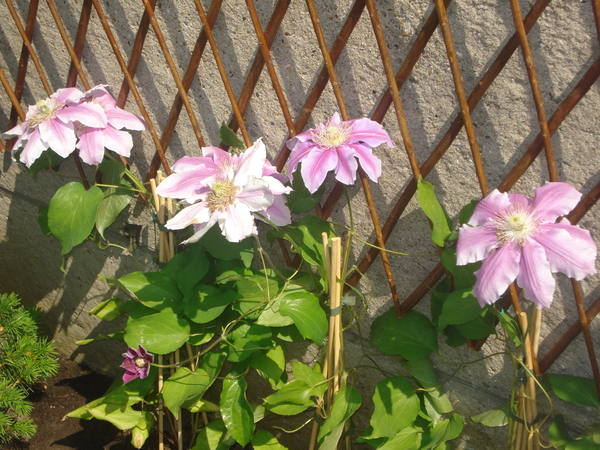 Clematis