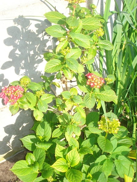 Hortensia op stam