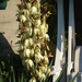 witte bloemen bloeien in de plant