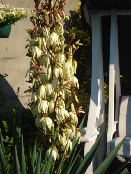 witte bloemen bloeien in de plant