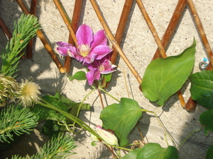 Clematis