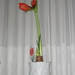 IMG_2692 Amaryllis