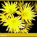 web_IMG_3118chrysanten-geel