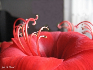 web_IMG_3188 macro-amaryllis