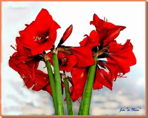 web_IMG_3144 amaryllis in vaas