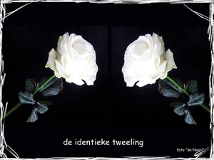 web_Witte roosjes gespiegeld.bmp
