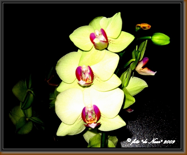 web_IMG_3557orchidee met blits