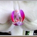 web_IMG_3559orchidee macro