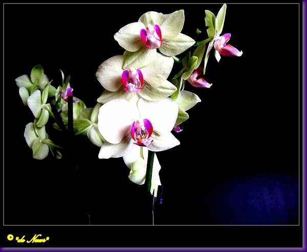 web_IMG_3614Orchidee (wit)