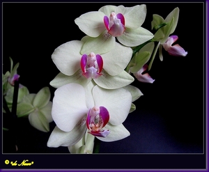 web_IMG_3616Witte orchidee 3