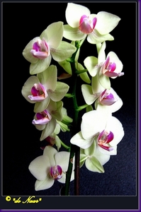 web_IMG_3619witte orchidee 4